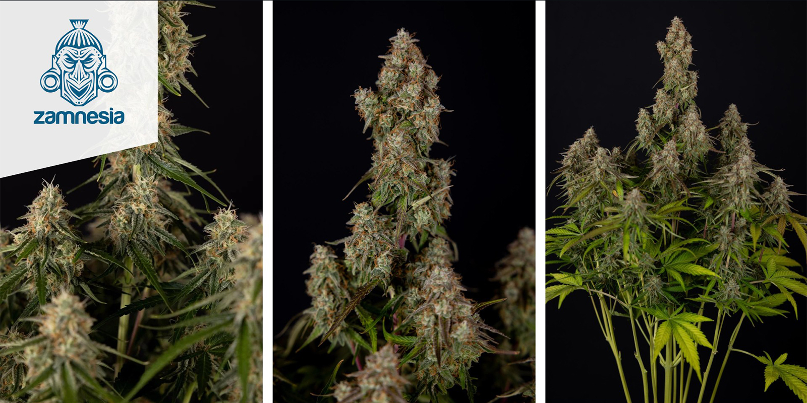 Wurlz F1 Autoflower (Zamnesia Seeds) feminisiert Wurlz F1 Autoflower (Zamnesia Seeds) feminisiert