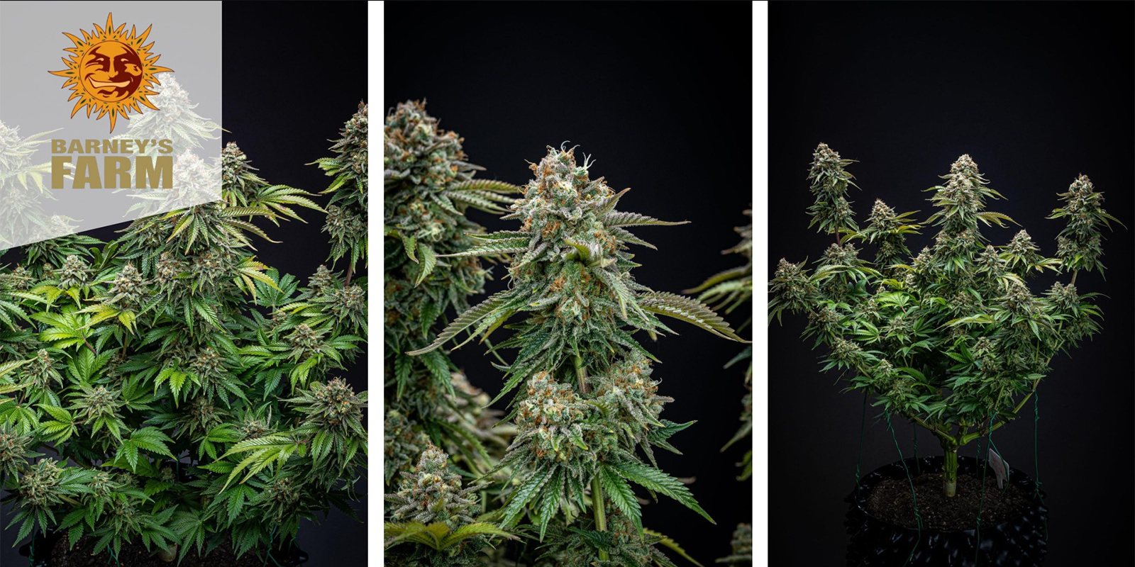 Zkittlez OG Auto (Barney's Farm) feminisiert Zkittlez OG Auto (Barney's Farm) feminisiert