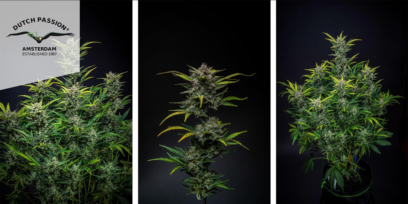 Blueberry Auto (Dutch Passion)