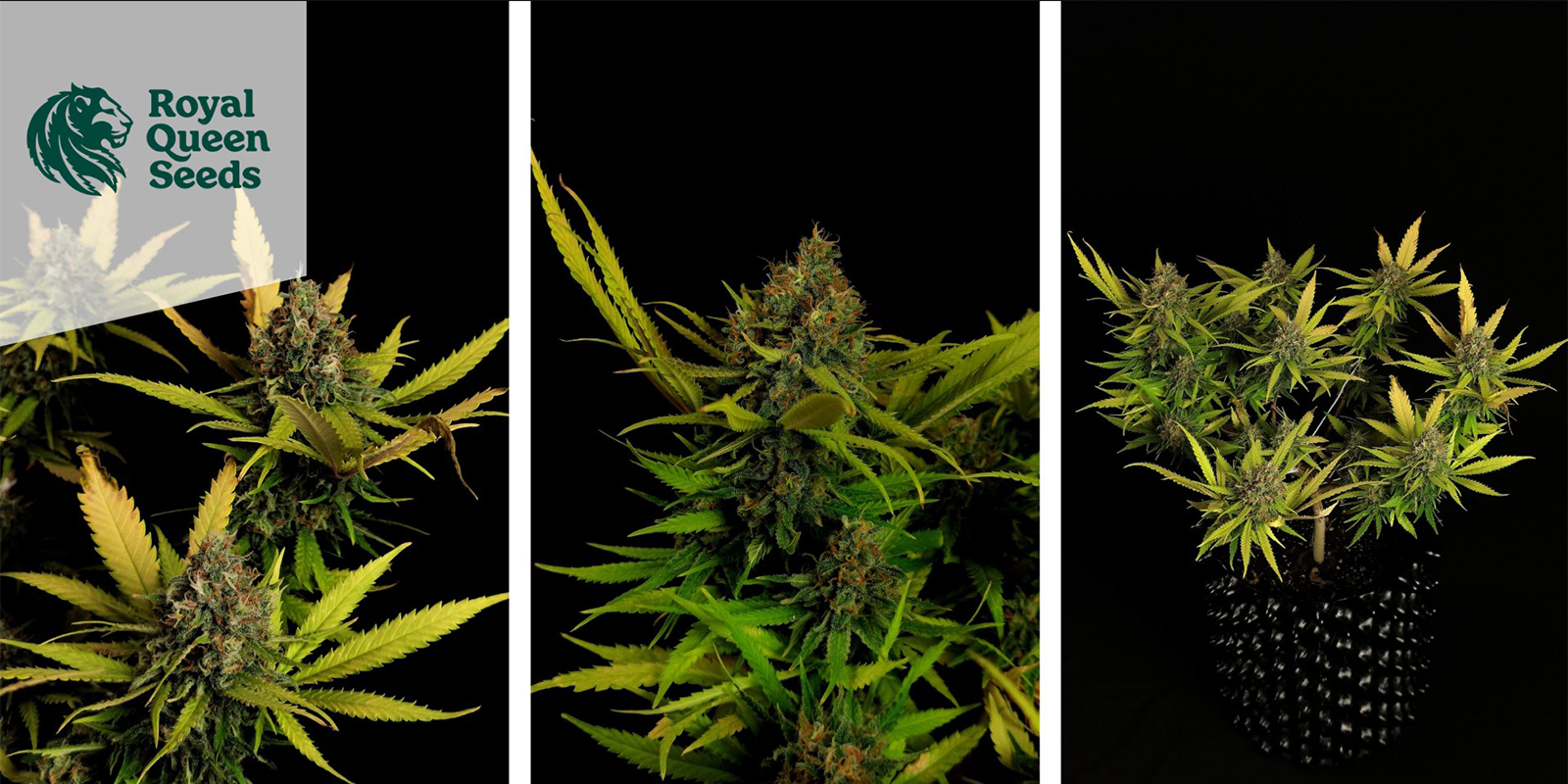 Critical feminisiert (Royal Queen Seeds)