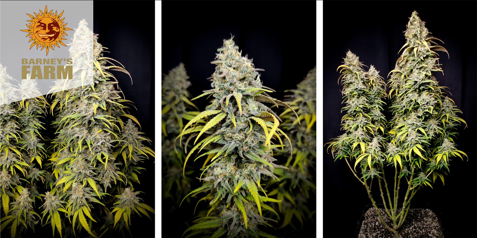 LSD feminisiert (Barney&rsquo;s Farm)