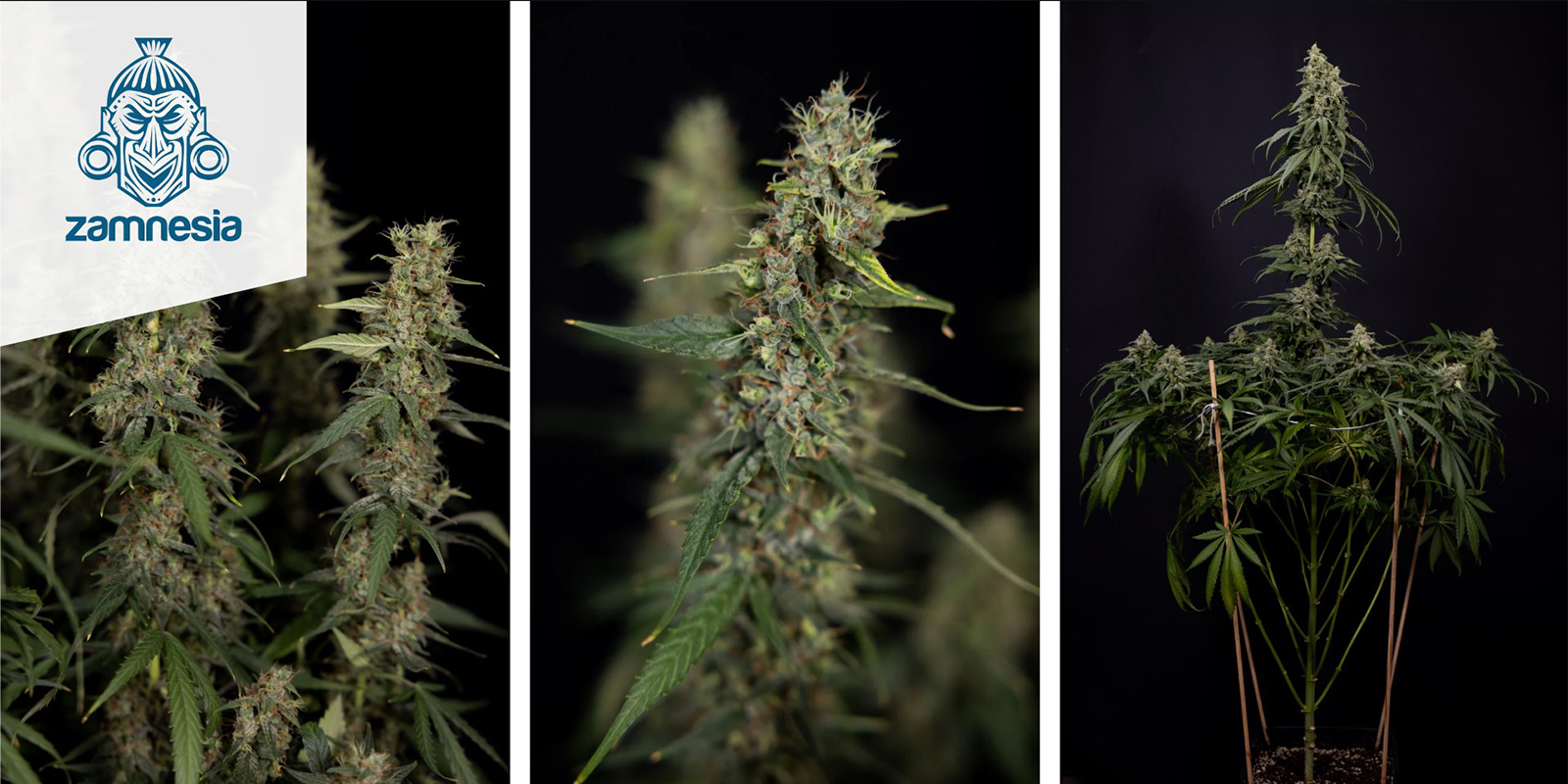 Tropicana Cookies feminisiert (Zamnesia Seeds)