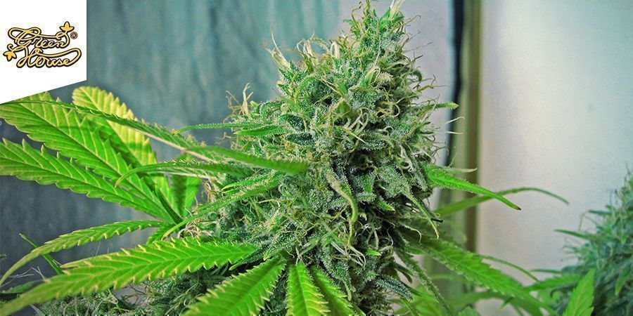 Big Bang Autoflowering (Greenhouse Seeds) Big Bang Autoflowering (Greenhouse Seeds)