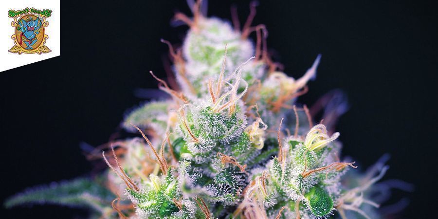 Cream Caramel F1 (Sweet Seeds) Cream Caramel F1 (Sweet Seeds)