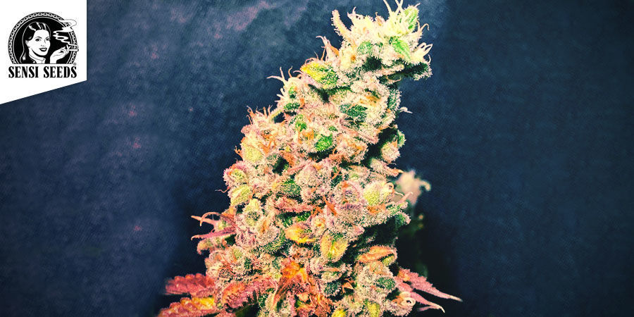 Afghani 1 Automatic (Sensi Seeds) Afghani 1 Automatic (Sensi Seeds)