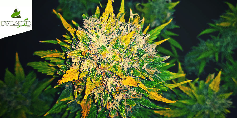 Auto Alpujarreña (Pyramid Seeds)  Auto Alpujarreña (Pyramid Seeds)