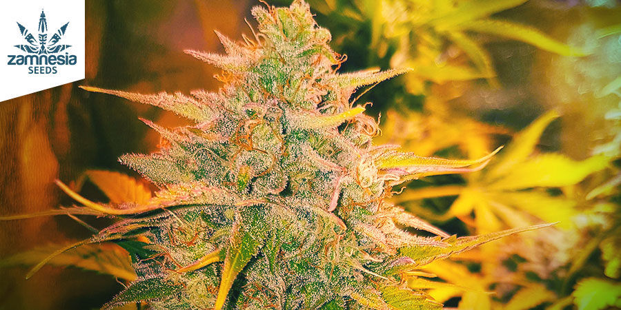 Critical Cheese Automatic (Zamnesia Seeds) Critical Cheese Automatic (Zamnesia Seeds)