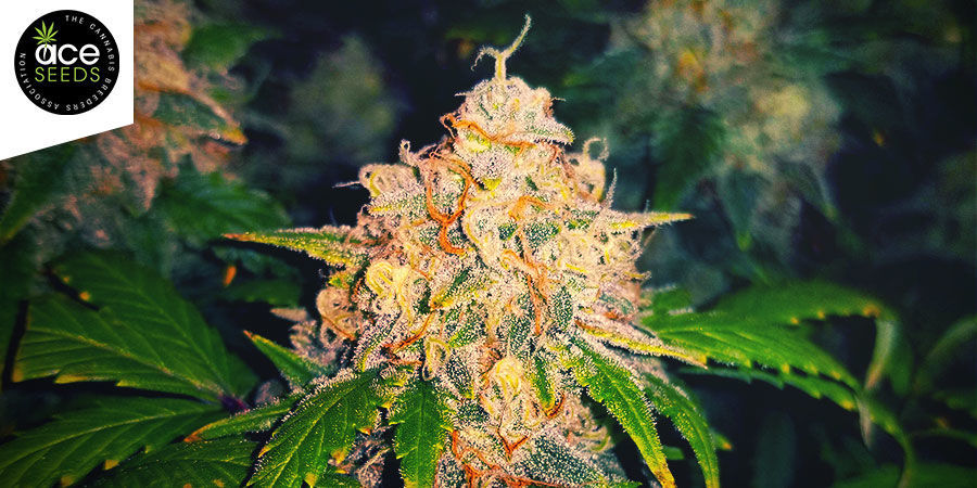 Edpurt (ACE Seeds) Edpurt (ACE Seeds)