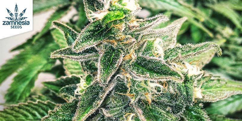 Gorilla Glue Automatic Gorilla Glue Automatic