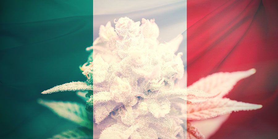 Die Wahl Der Richtigen Cannabissorte DIE WAHL DER RICHTIGEN CANNABISSORTE IN ITALIEN