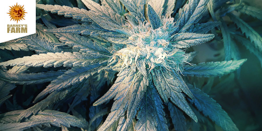 Liberty Haze - Barney's Farm Liberty Haze - Barney's Farm