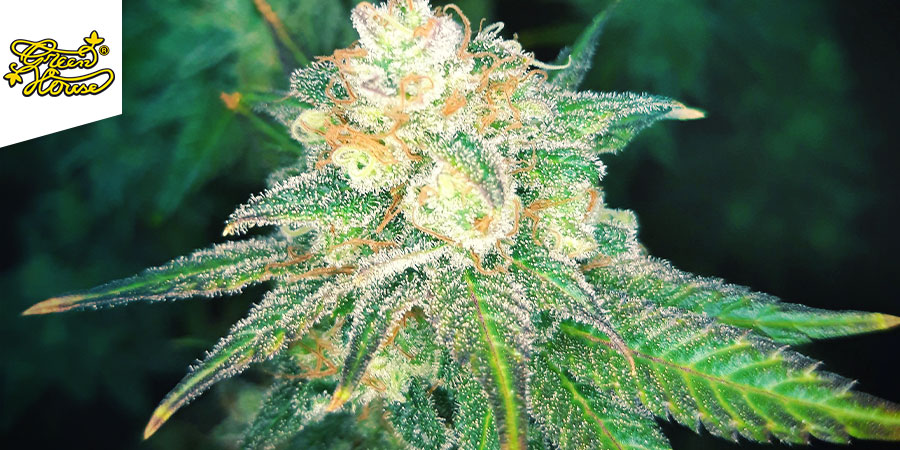 Super Silver Haze  - Greenhouse Seeds Super Silver Haze  - Greenhouse Seeds