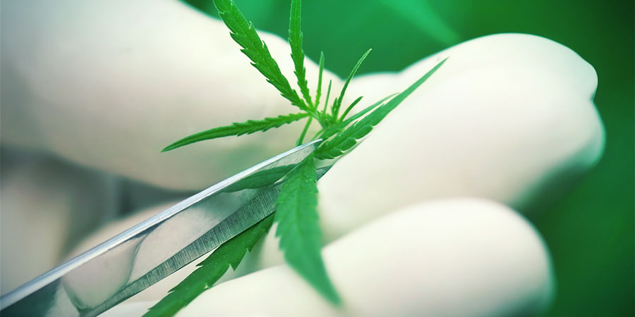 Der Grosse Unterschied Zwischen Haze Und Kush DER GROSSE UNTERSCHIED ZWISCHEN HAZE UND KUSH