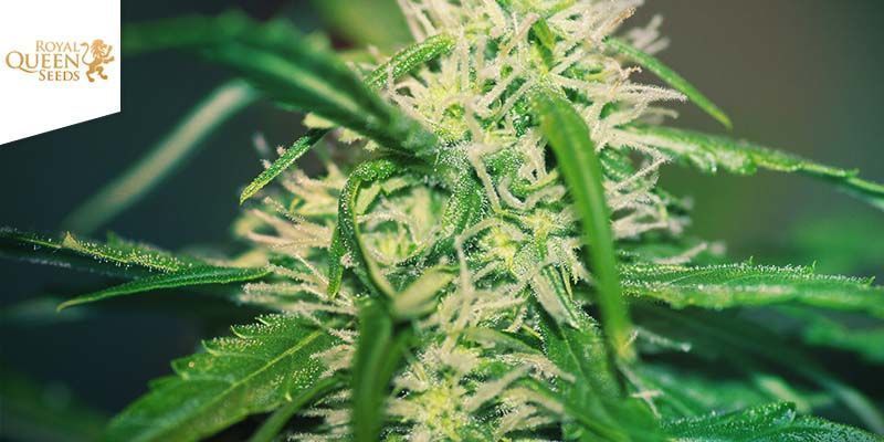 Amnesia Haze - Royal Queen Seeds Amnesia Haze - Royal Queen Seeds