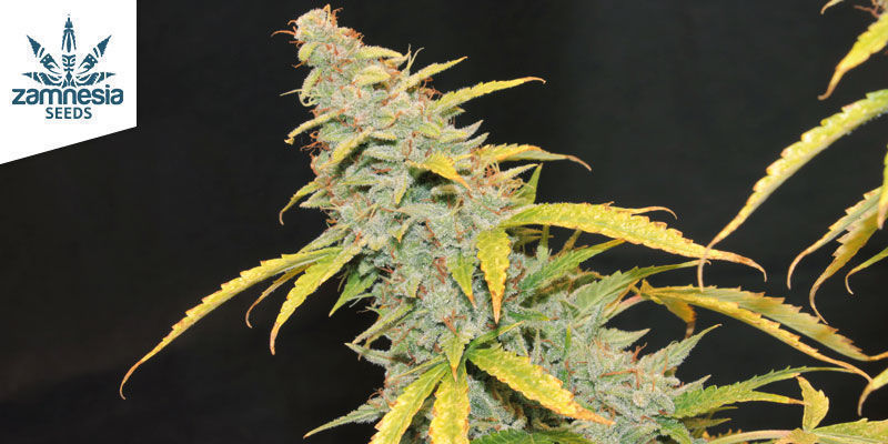 Auto Purple Couskush Auto Purple Couskush