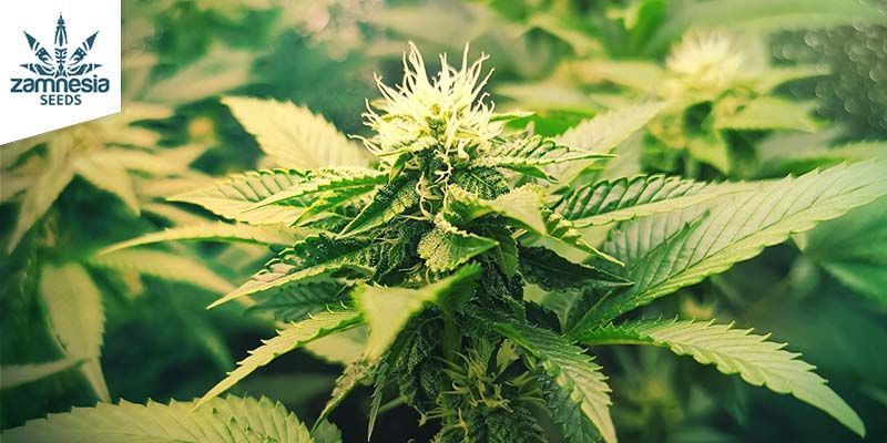 OG Kush - Zamnesia Seeds OG Kush - Zamnesia Seeds