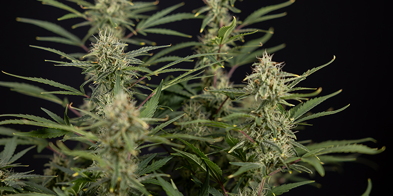 CBD Auto 20:1 feminisiert CBD Auto 20:1 feminisiert