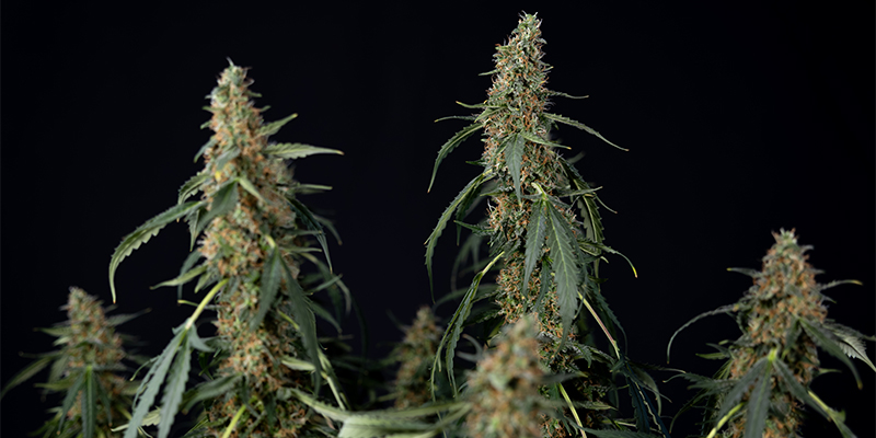 CBD ACDC feminisiert CBD ACDC feminisiert
