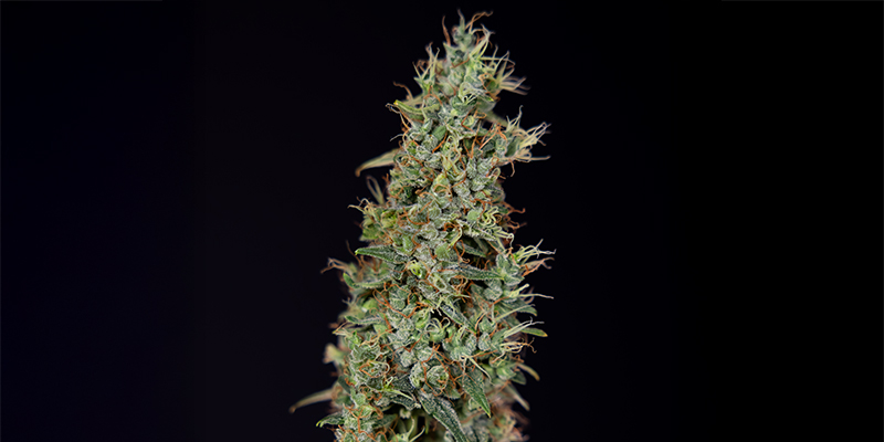 Kush'N'Cookies CBD feminisiert Kush'N'Cookies CBD feminisiert