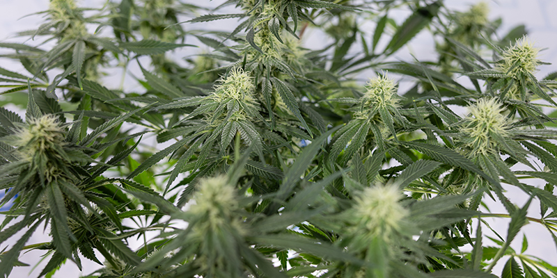 CBD Fix Automatic feminisiert CBD Fix Automatic feminisiert