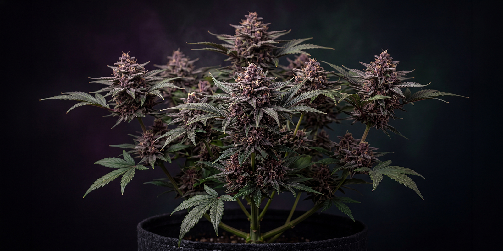 CBD Auto Blackberry Kush feminisiert CBD Auto Blackberry Kush feminisiert