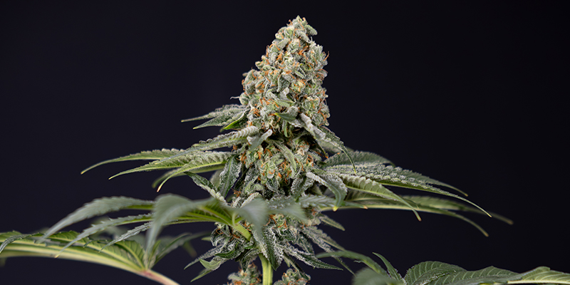 TNT Kush CBD feminisiert TNT Kush CBD feminisiert