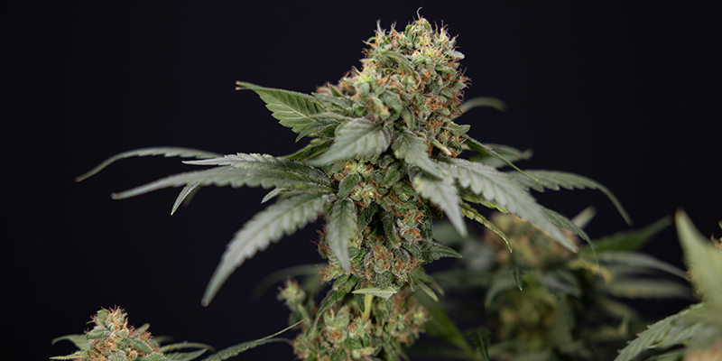 Die richtige CBD-Sorte für deinen Aufbau wählen Die richtige CBD-Sorte für deinen Aufbau wählen