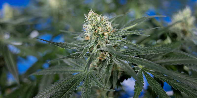 Was macht eine gute CBD-Sorte für den Heimanbau aus? Was macht eine gute CBD-Sorte für den Heimanbau aus?