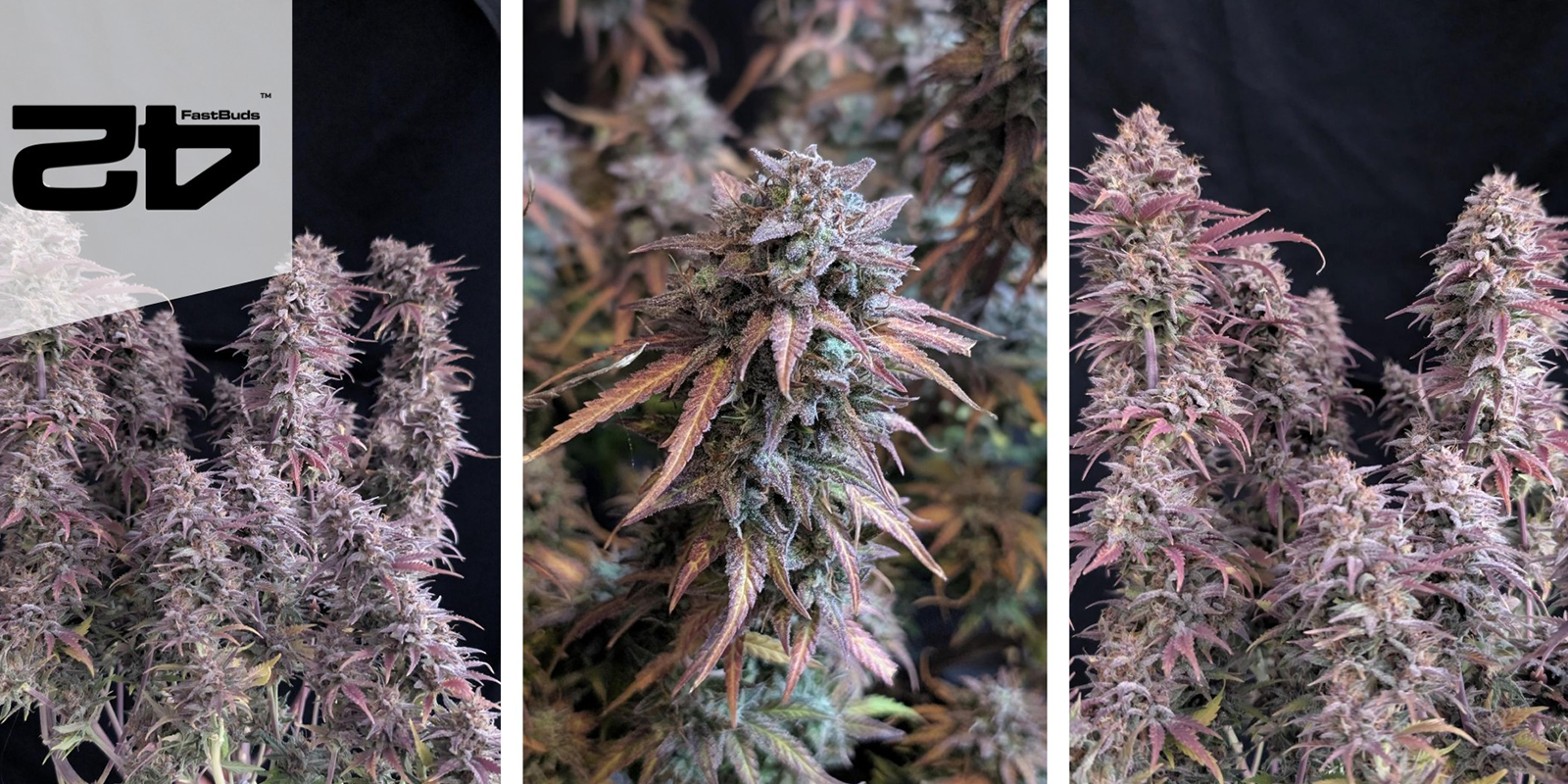 Banana Purple Punch Auto (FastBuds) feminisiert Banana Purple Punch Auto (FastBuds) feminisiert