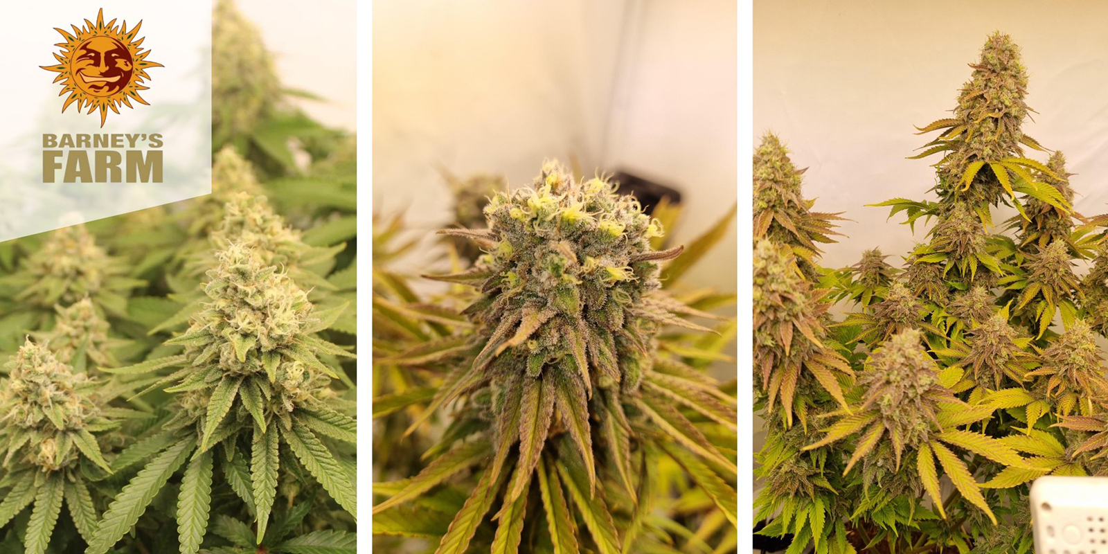 Biscotti (Barney's Farm) feminisiert Biscotti (Barney's Farm) feminisiert