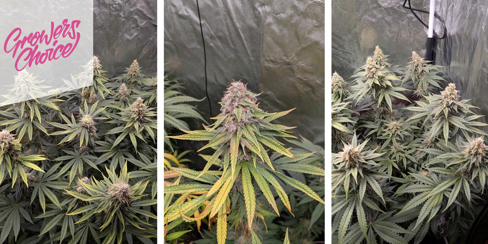 Gelato 41 (Growers Choice) feminisiert Gelato 41 (Growers Choice) feminisiert