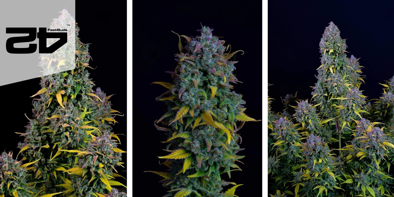 Gelato Auto (FastBuds) feminisiert Gelato Auto (FastBuds) feminisiert