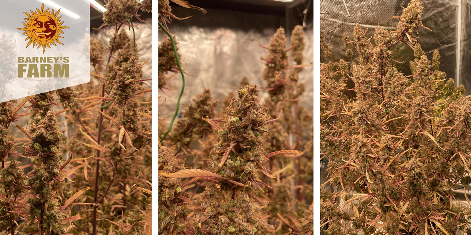 Mimosa x Orange Punch (Barney's Farm) feminisiert Mimosa x Orange Punch (Barney's Farm) feminisiert