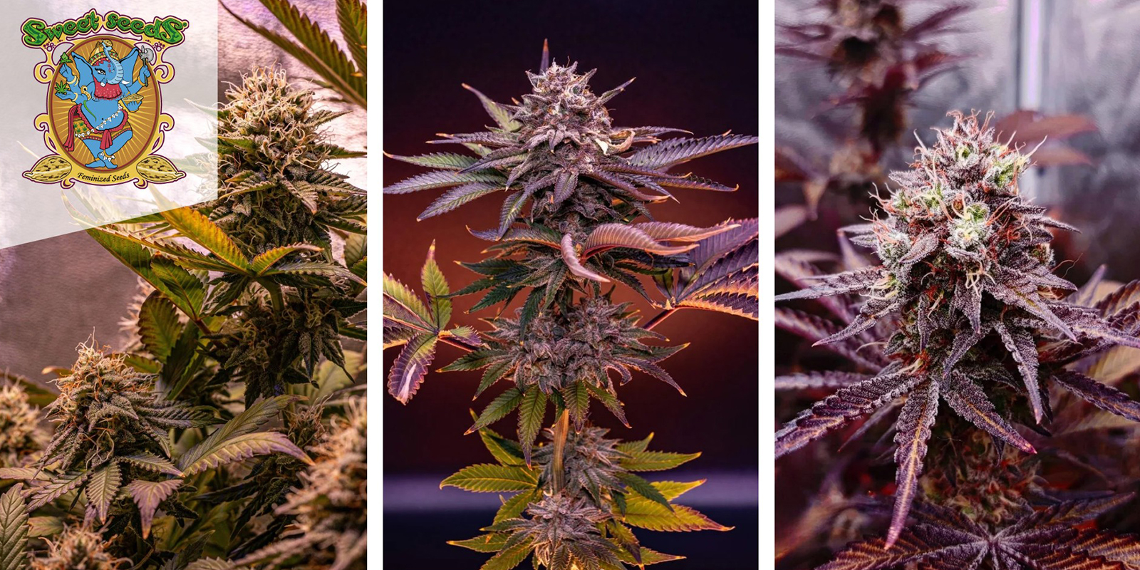 Sweet Mandarine Zkittlez F1 Fast Version (Sweet Seeds) feminisiert Sweet Mandarine Zkittlez F1 Fast Version (Sweet Seeds) feminisiert