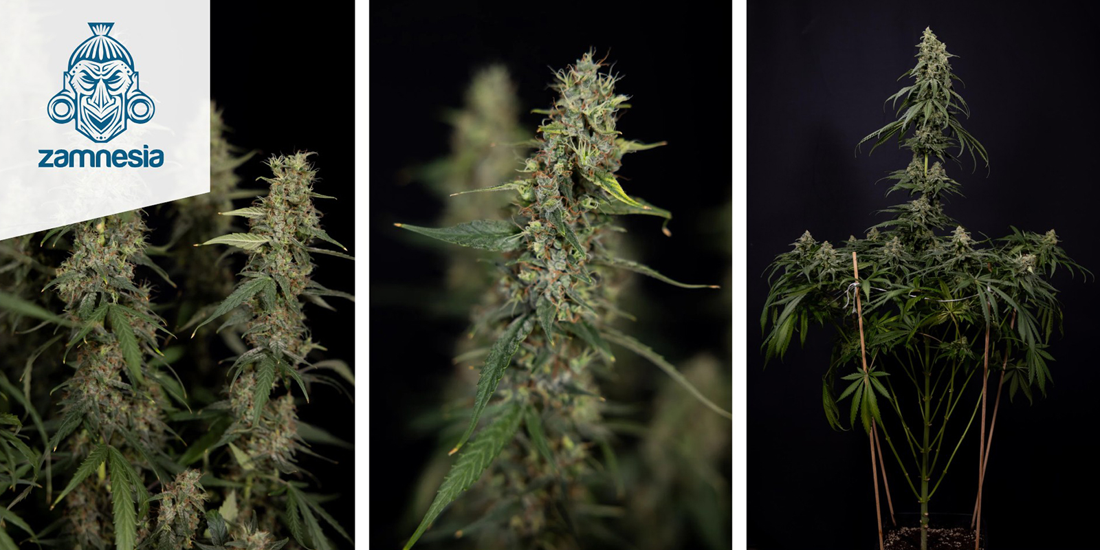 Tropicana Cookies (Zamnesia Seeds) feminisiert Tropicana Cookies (Zamnesia Seeds) feminisiert