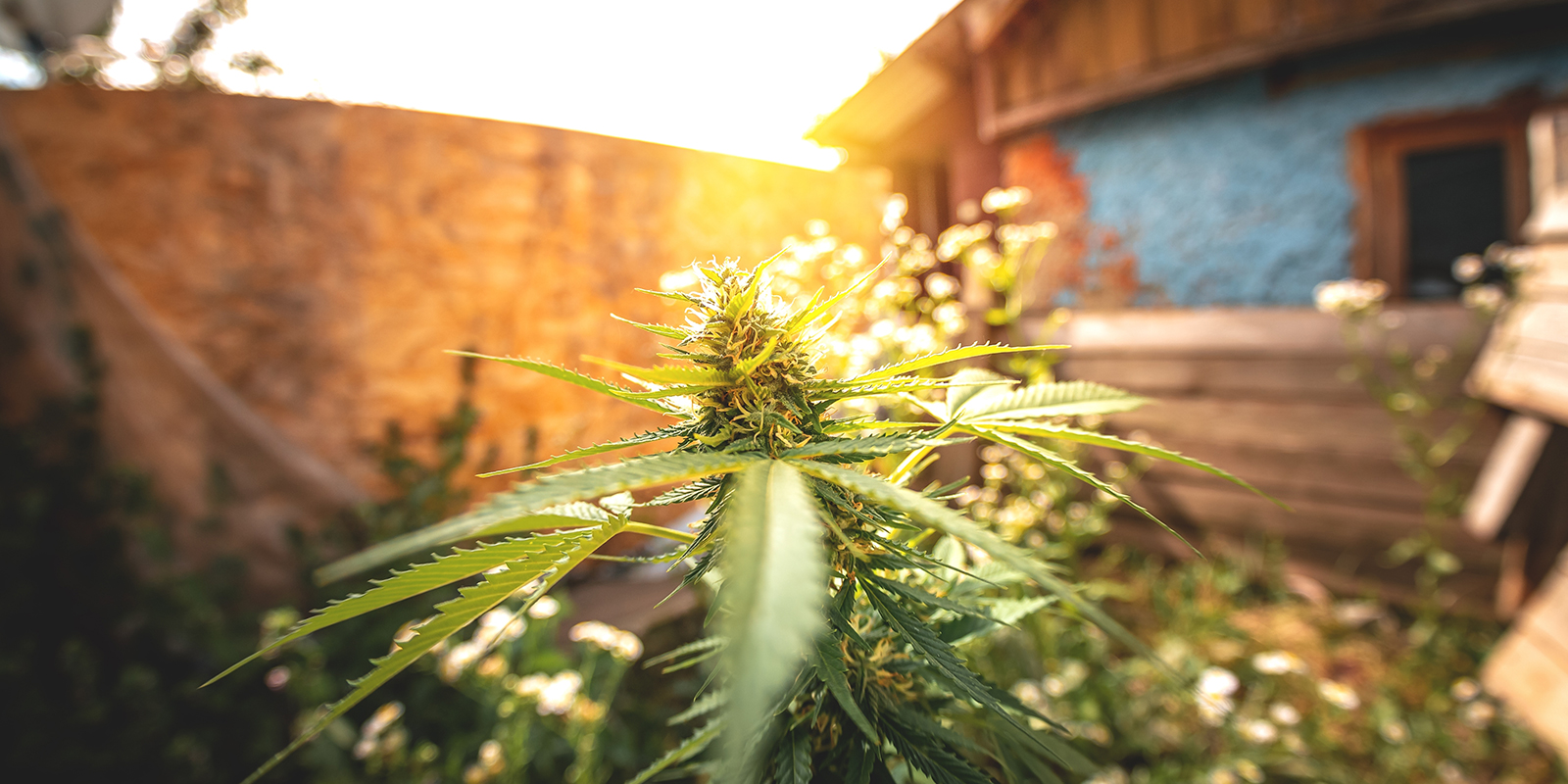 Warum die Niederlande ideal für den Outdoor-Anbau sind Warum die Niederlande ideal für den Outdoor-Anbau sind