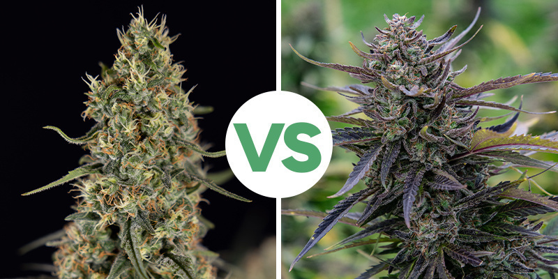 Die richtige Sorte auswählen: Autoflowering vs. feminisiert