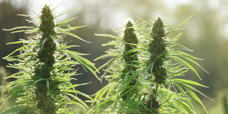 Dutch Blue Automatic