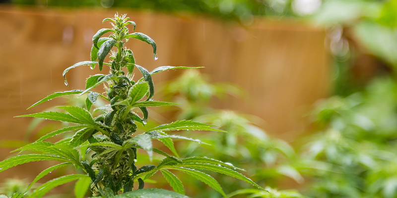 Growe erfolgreich outdoor in den Niederlanden