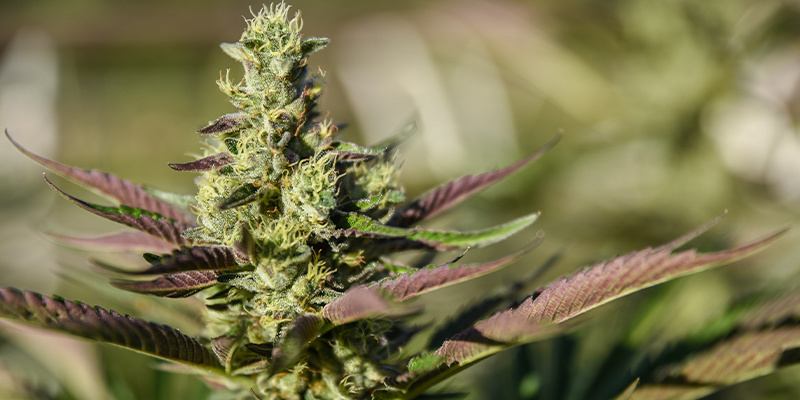 Royal Jack Automatic