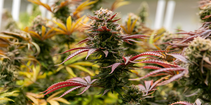 Die 10 besten Outdoor-Sorten für die Niederlande: Maximaler Ertrag, minimale Sorgen!