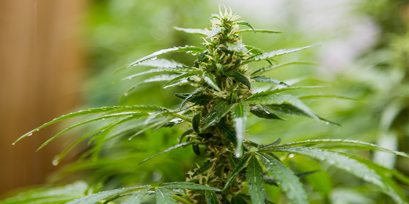 Das niederländische Klima verstehen: Baue outdoor starkes, gesundes Cannabis an