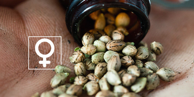 Was Sind Feminisierte Cannabissamen? Was Sind Feminisierte Cannabissamen?