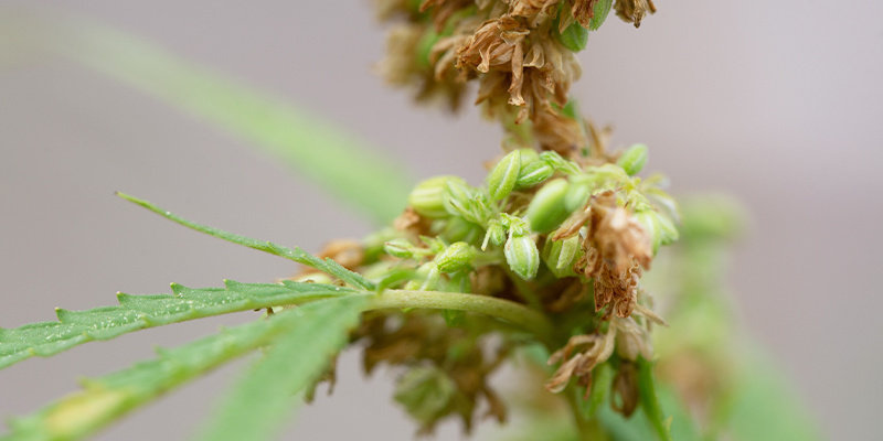 Fortgeschrittene Anwendungsmöglichkeiten für erfahrene Grower