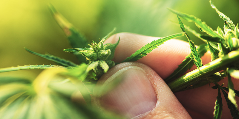 So identifiziert man eine männliche Cannabispflanze