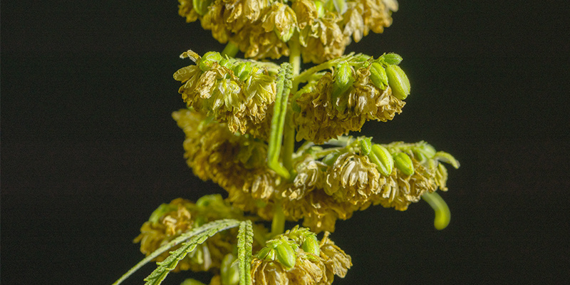 Männliche Cannabispflanzen haben viele Verwendungsmöglichkeiten