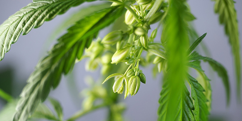 Praktische Anwendungsmöglichkeiten von männlichen Cannabispflanzen