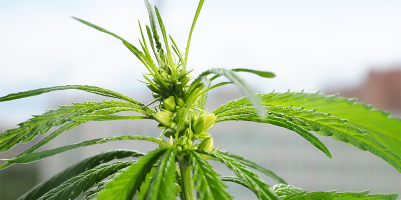 Was man mit männlichen Pflanzen NICHT machen sollte