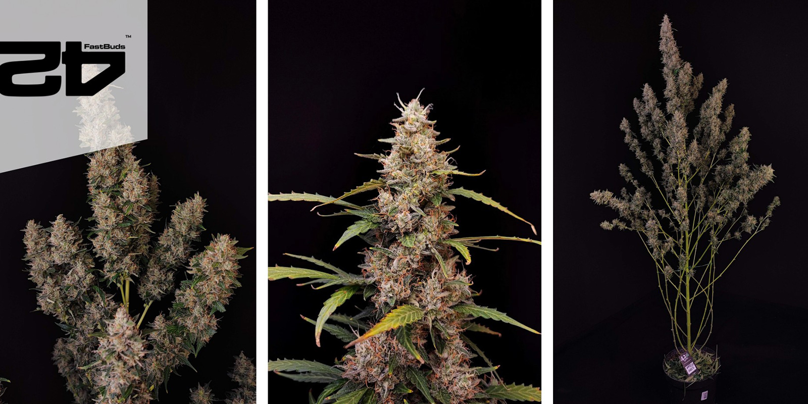 Amnesia Haze Auto (FastBuds)