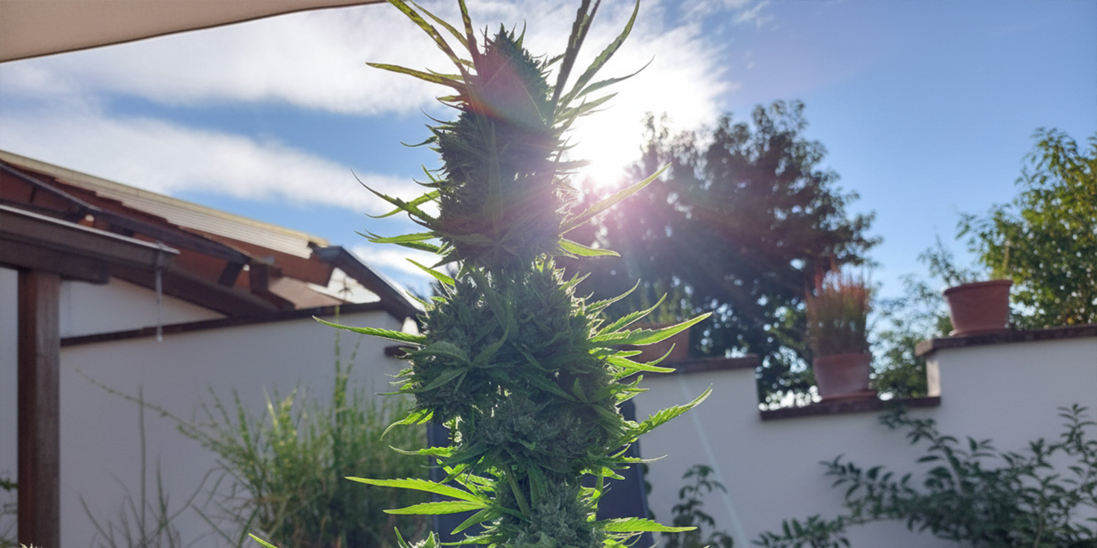 Growing cannabis outdoors in Spain